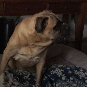 Meet your Posher, Jerry